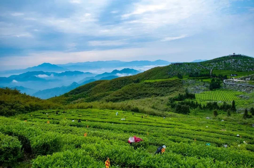 趁着春末去一趟安化云台山 赏云上茶园美景